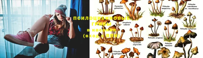 Псилоцибиновые грибы Cubensis  где можно купить наркотик  Севастополь 